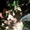 Viral! Warga Lalodambu Temukan Boneka Santet di Bawah Pohon Beringin