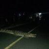 Hendak Dievakuasi BKSDA, Buaya di Watubangga Malah Kabur ke Empang