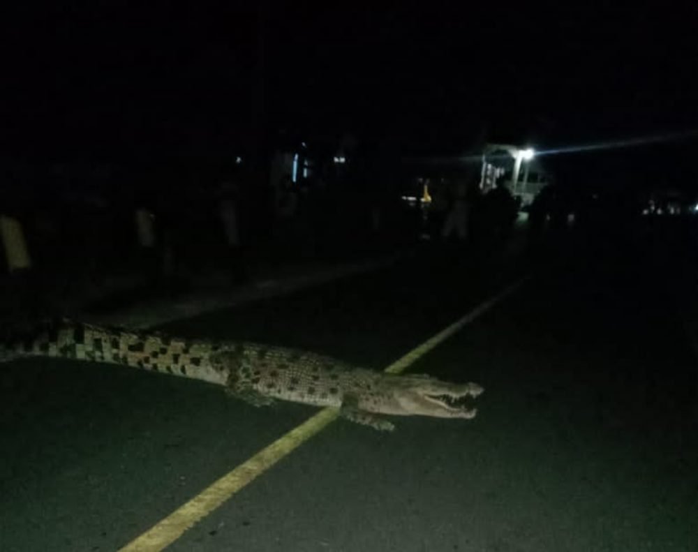 Hendak Dievakuasi BKSDA, Buaya di Watubangga Malah Kabur ke Empang Hendak Dievakuasi BKSDA, Buaya di Watubangga Malah Kabur ke Empang