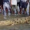 Heboh! Buaya Terdampar di Pantai Lamundre Kolaka, Warga: Dia Datang Mencari Saudara Kembarnya