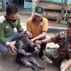 Sempat Resahkan Warga, Monyet Hitam di Baubau Mati Tersengat Listrik