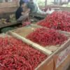 Harga Cabai Melonjak Akibat Cuaca Buruk di Kendari