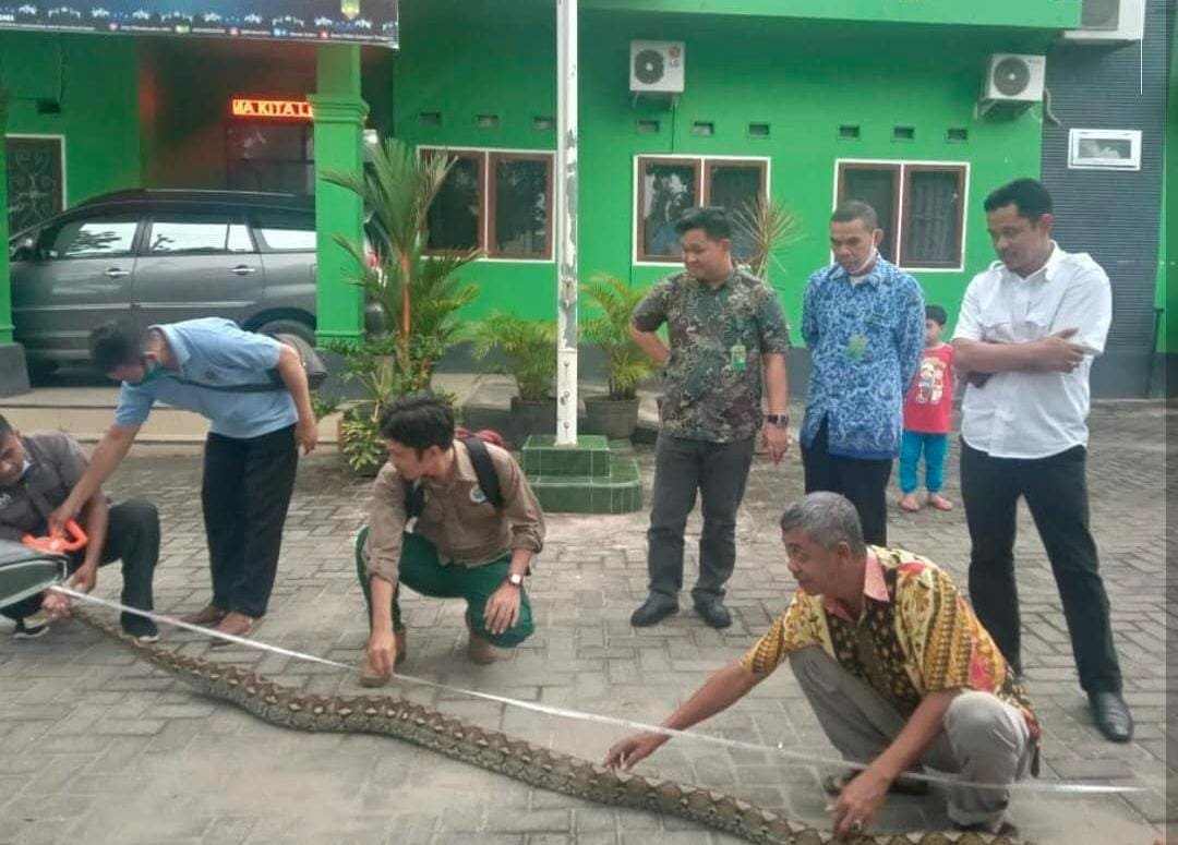 Sempat Hebohkan Warga, 3 Ekor Piton di Kendari Siap Dilepasliarkan Sempat Hebohkan Warga, 3 Ekor Piton di Kendari Siap Dilepasliarkan