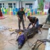 Geger! Warga Bombana Temukan Buaya 3 Meter di Saluran Irigasi