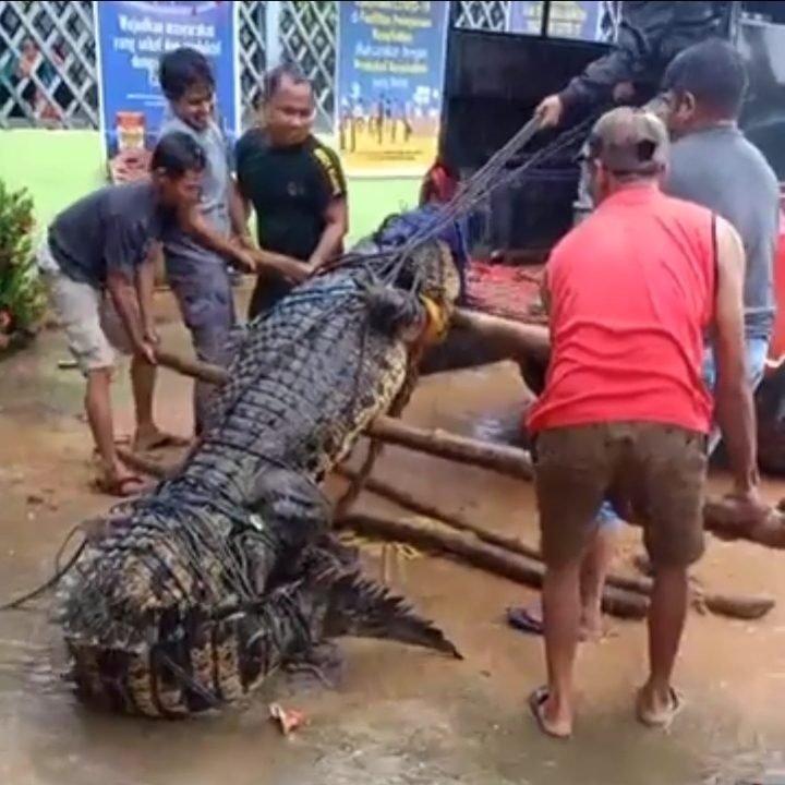 Proses evakuasi buaya di Bombana. Foto: BKSDA Sultra.