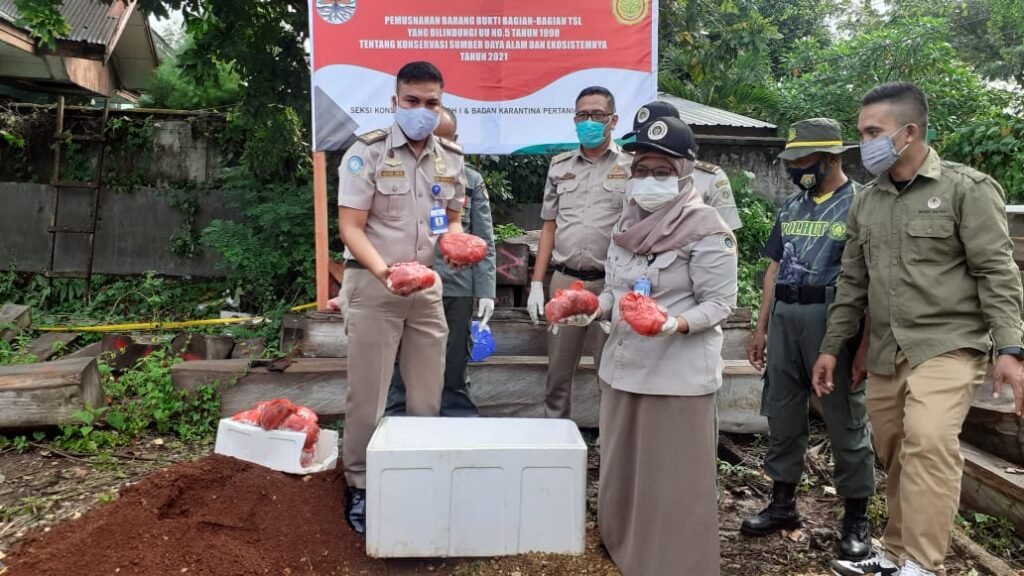 Petugas Karantina Pertanian Baubau saat menunjukkan daging rusa sitaan.