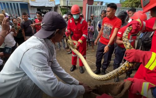 Heboh, Ular Piton Berukuran 4 Meter Ditemukan Warga Baubau Heboh, Ular Piton Berukuran 4 Meter Ditemukan Warga Baubau