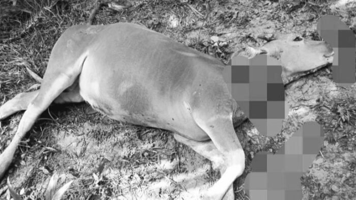 Tertangkap Warga, Terduga Pencuri Sapi di Kolaka Diamankan Polisi Tertangkap Warga, Terduga Pencuri Sapi di Kolaka Diamankan Polisi