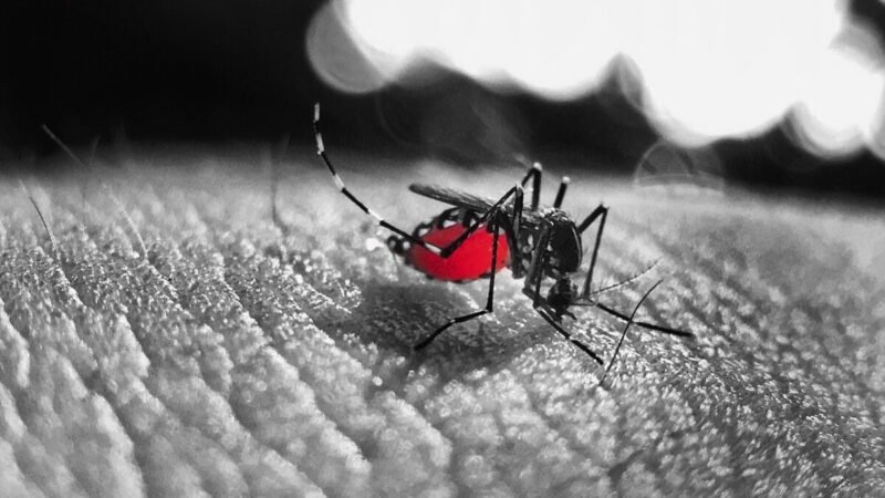 Masuk Musim Penghujan, Wali Kota Kendari: Waspada DBD Masuk Musim Penghujan, Wali Kota Kendari: Waspada DBD