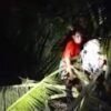 Pria asal Poasia Pingsan di Atas Pohon Kelapa, Diduga Kelelahan