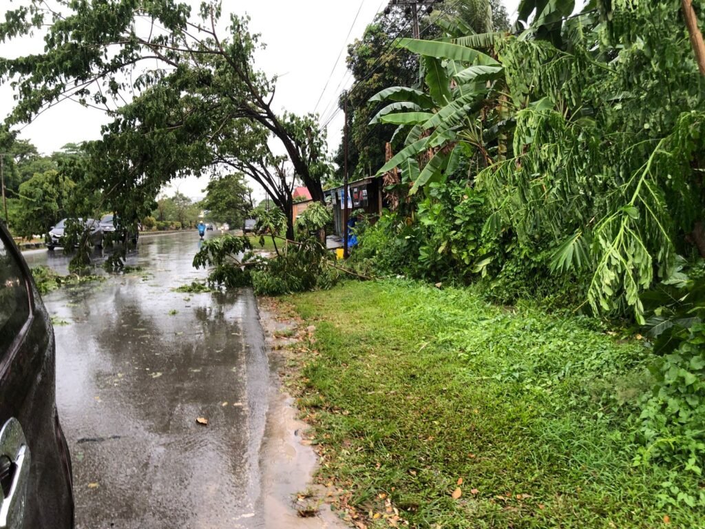 Pohon di sekitar by-pass Jalan Laode Hadi, Kelurahan Wowawanggu. Foto: Kendariinfo.