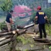 Pohon Tumbang Tutupi Jalan di Bombana, Satpol PP dan Damkar Bantu Bersihkan