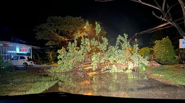 Pohon tumbang di Kecamatan Rumbia, Kabupaten Bombana.