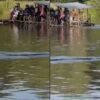 Lagi, Seekor Buaya Muncul saat Warga Menyeberangi Sungai Konaweha Menggunakan Pincara