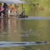 BKSDA Sultra Tindak Lanjuti Buaya yang Muncul di Sungai Konaweha