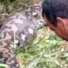 Seekor Ular Berukuran 8 Meter Ditemukan Telan Kambing di Konawe