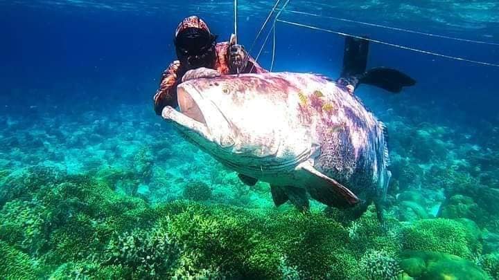 Ikan kerapu raksasa yang ditemukan di Perairan Desa Wasuemba.