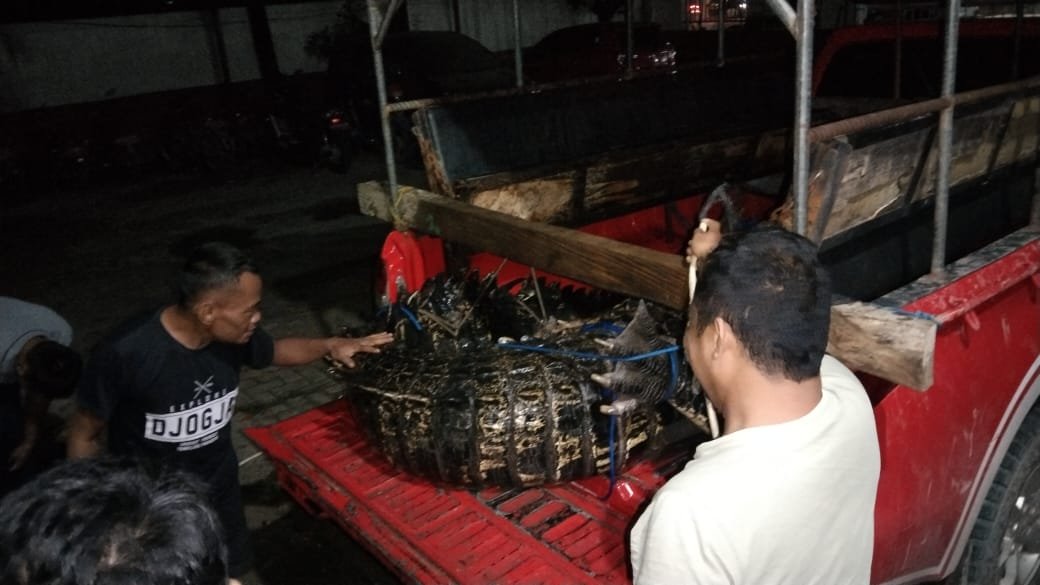 Detik-Detik Buaya 4,3 Meter yang Ditangkap Warga Buton Tiba di Kendari Detik-Detik Buaya 4,3 Meter yang Ditangkap Warga Buton Tiba di Kendari