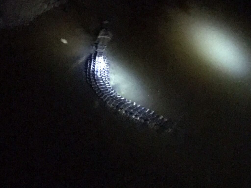 Petugas melepasliarkan buaya 4,3 meter di Taman Nasional Rawa Aopa Watumohai (TNRAW).