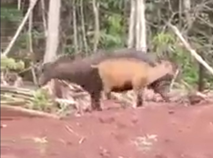 Penjelasan BKSDA Sultra soal Kemunculan Induk dan Anak Anoa di Konawe Penjelasan BKSDA Sultra soal Kemunculan Induk dan Anak Anoa di Konawe