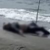 Breaking News: Sesosok Mayat Ditemukan di Tepi Pantai Kayu Angin Kolaka
