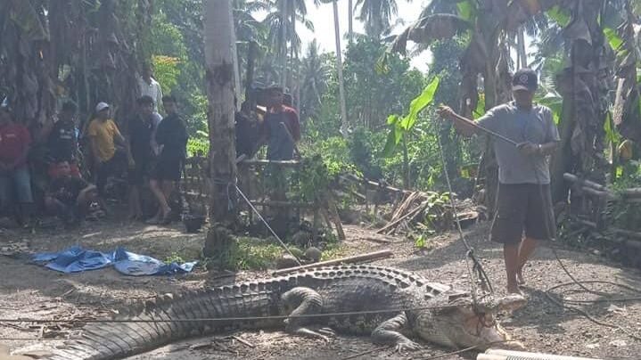 Warga Desa Ambuau Indah, Kecamatan Lasalimu Selatan mengikat badan buaya dengan tali nilon.