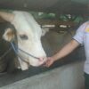 Melihat Lebih Dekat Sapi Kurban Presiden Jokowi di Konawe