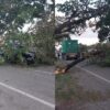 Ranting Pohon yang Disenggol Truk Kontainer Timpa Mobil Pajero di Konawe