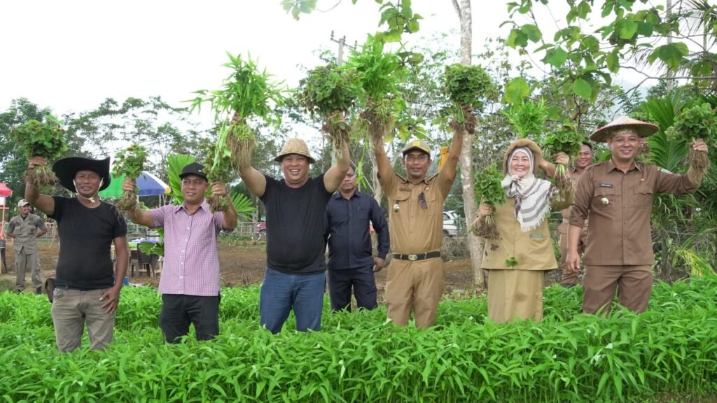 Bupati Konut, Ruksamin saat ikut memanen di kebun PPKP Desa Lahimbua, Konut, Senin (29/8/2022)