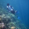 Merasakan Sensasi Berenang Sambil Snorkeling di Pulau Wawosunggu, Konsel