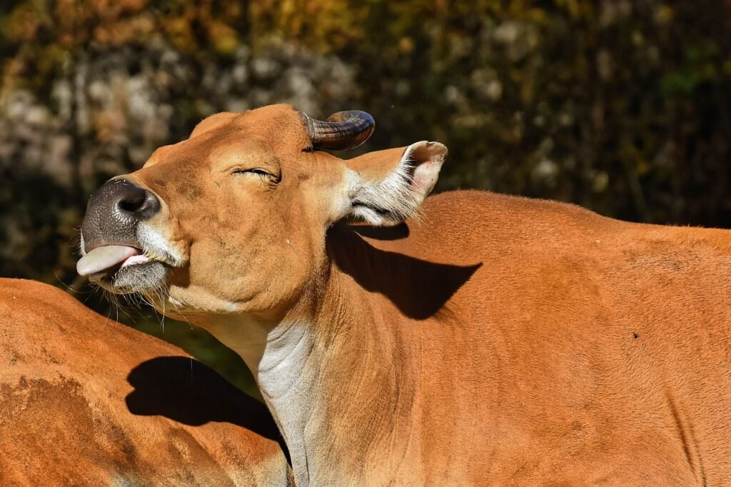 Ilustrasi sapi.