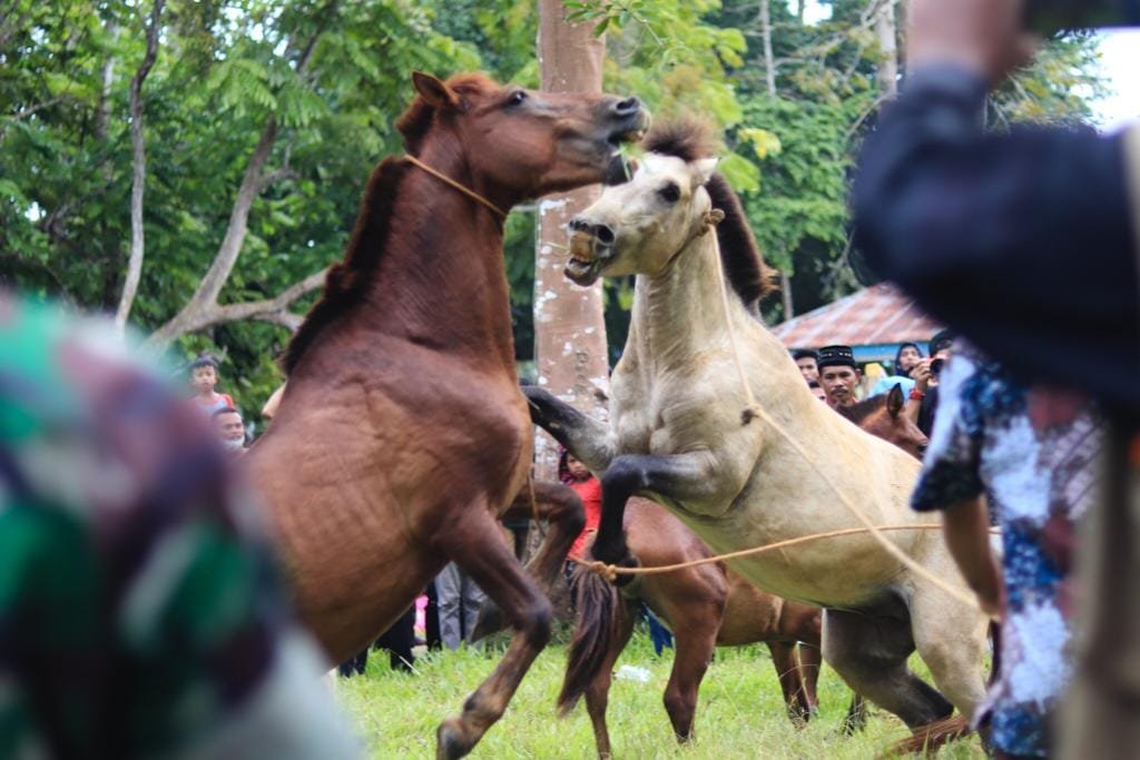 Melihat dari dekat tradisi Pogiraha Adhara di Kabupaten Muna yang masih terus dilestarikan oleh masyarakat adat setempat.