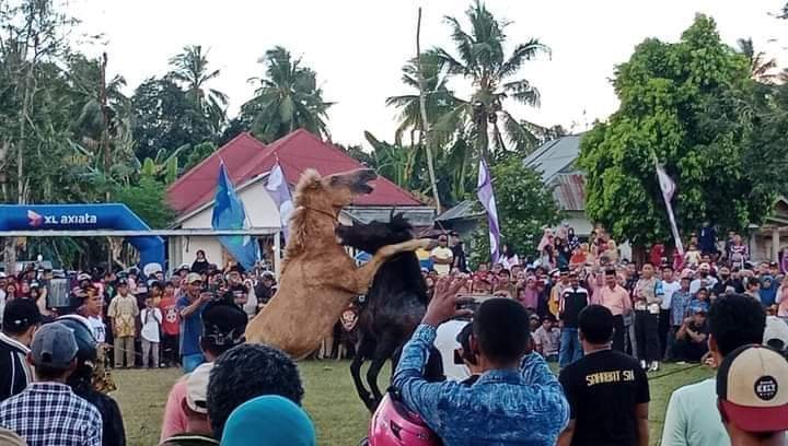 Melihat dari dekat tradisi Pogiraha Adhara di Kabupaten Muna yang masih terus dilestarikan oleh masyarakat adat setempat.