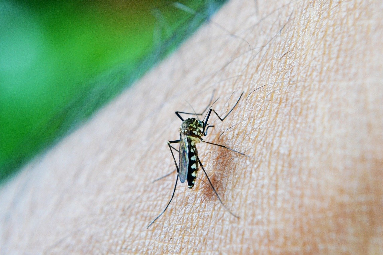 Dengue cases in 2022 increase compared to 2021