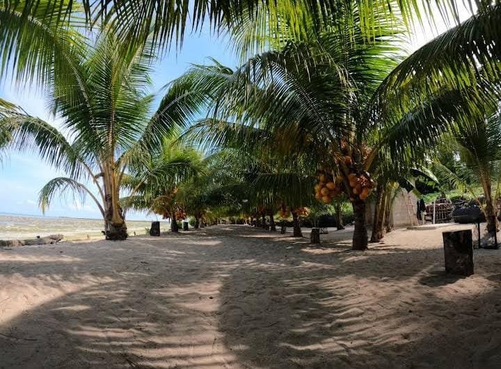 Ratusan kelapa yang tumbuh subur berjajar rapi menghiasi kawasan Pantai Kelapa Kuning di Konawe Kepulauan.
