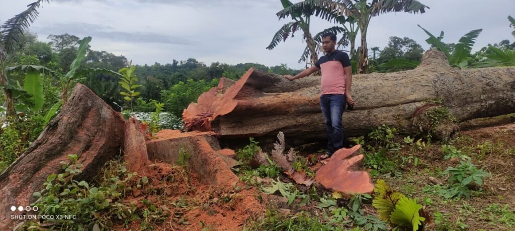 Pohon yang menimpa korban hingga tewas di Kolaka.