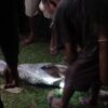 Ular Telan Sapi di Mubar, Dibunuh Warga karena Dinilai Membahayakan