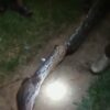 Ular Sepanjang 8 Meter Ditemukan Warga Mubar sedang Lilit Babi di Kebun