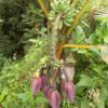 Unik, Pohon Pisang Miliki 7 Jantung di Kecamatan Routa Konawe