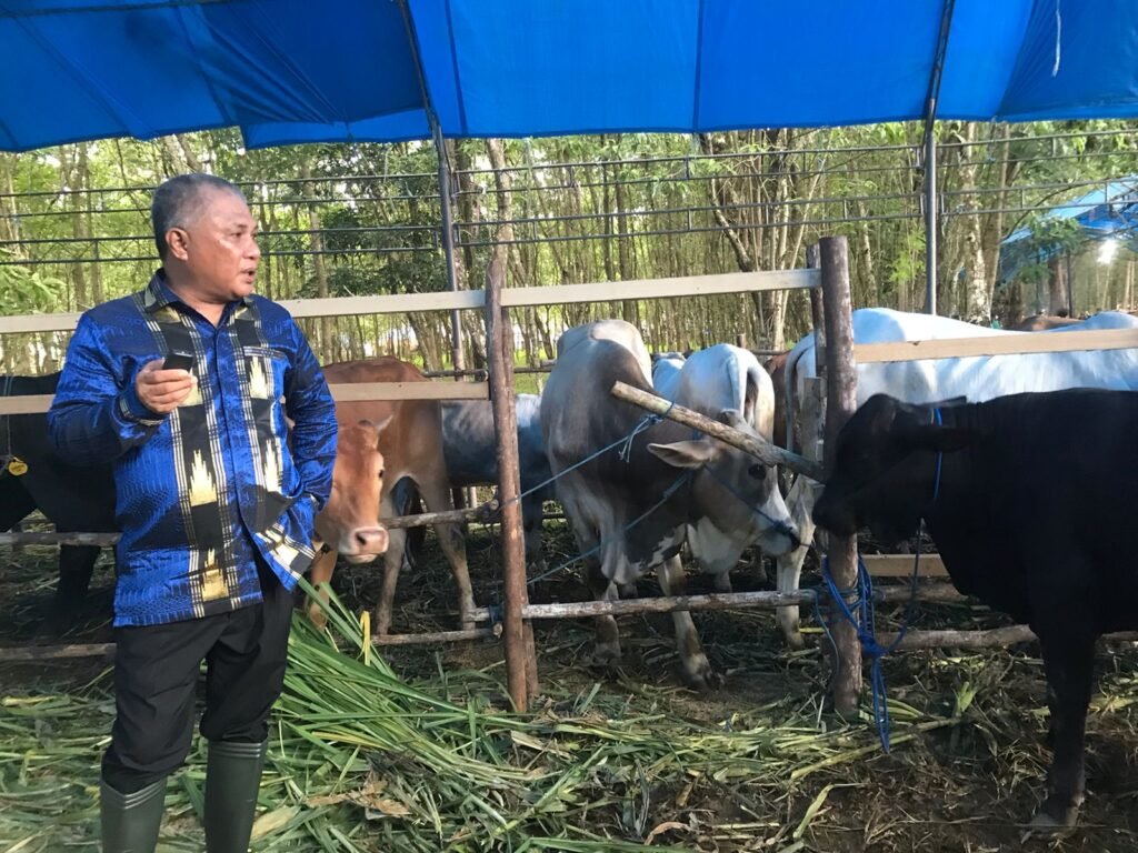 Bupati Konawe KSK saat mengecek sapi yang mengikuti kontes ternak sapi dan panen pedet.