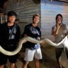 Warga Kendari Temukan Ular Piton, 1 Orang Kena Gigitan