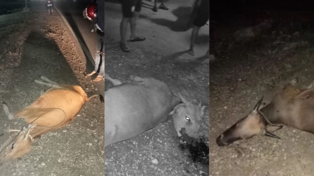 3 sapi mati usai ditabrak oleh pengendara motor di Konawe.