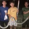 Warga Mowila Konsel Temukan Ular Sanca saat Setrum Ikan di Sawah
