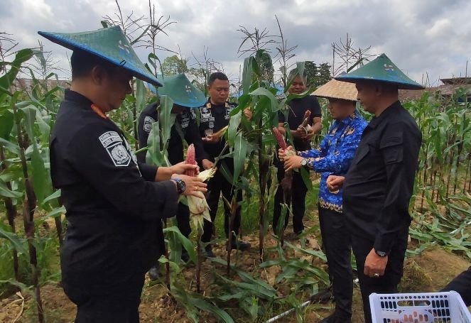 Lapas Kelas II A Kendari dan Dinas Pertanian saat panen jagung ungu hasil bumi warga binaan.