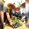 Darwin, Bakal Calon Bupati Mubar Launching Program Petani Keren