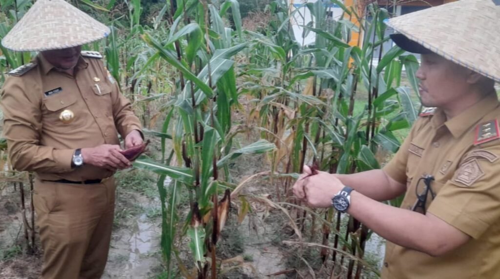 Pj. Wali Kota Kendari, Muhammad Yusup memanen jagung sebagai upaya pemanfaatan lahan kosong.