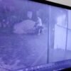 Seorang Pria Terekam CCTV Gasak Motor Warga di Kendari