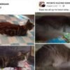 Akun Facebook Anonim di Kendari Jual Kucing Curian, Tawarkan Harga Rp600 Ribu