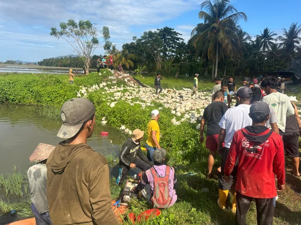 Warga mengevakuasi ayam pedaging saat kandang seluas 960 meter persegi terbakar di Desa Amamotu, Kecamatan Samaturu, Kabupaten Kolaka, Sulawesi Tenggara (Sultra).