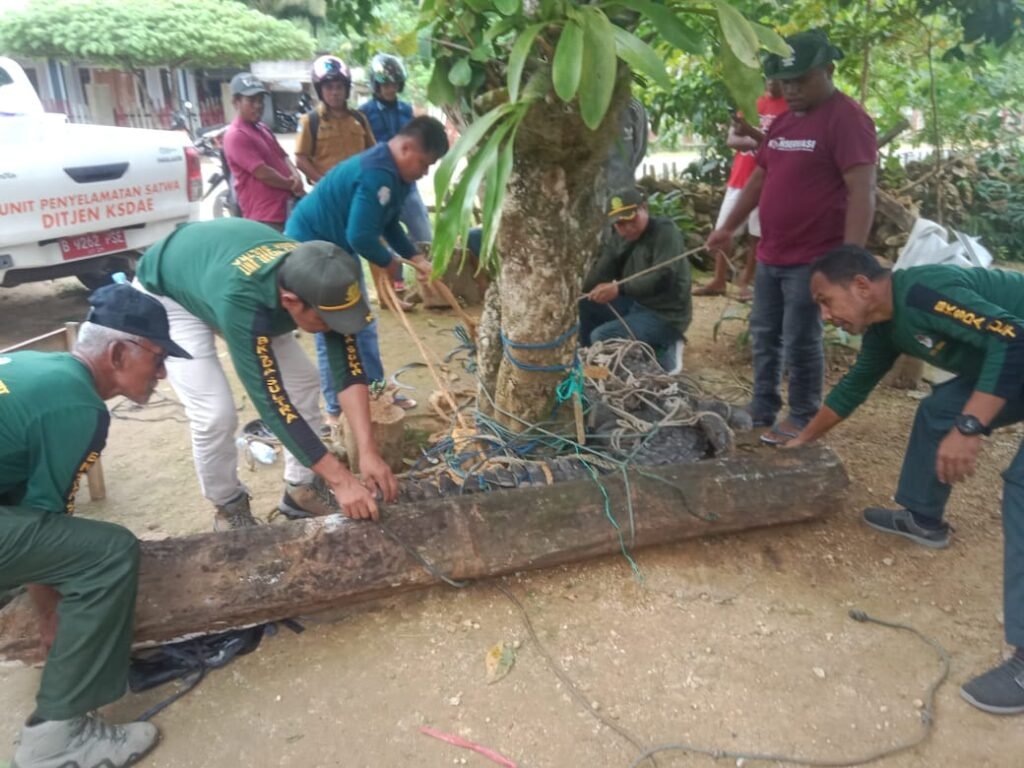 Petugas Balai Konservasi Sumber Daya Alam (BKSDA) Sulawesi Tenggara (Sultra) mengevakuasi buaya berukuran 3,5 meter yang berhasil ditangkap warga di Desa Tondasi, Kecamatan Tiworo Utara, Kabupaten Muna Barat (Mubar).